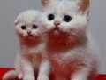 Safkan british shorthair ERKEK yavru