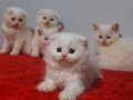 Safkan beyaz scottis fold yavruları 2 aylık