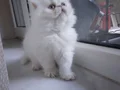 Mavi gözlü İran kedisi 