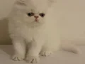 Mavi gözlü İran kedisi 