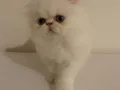 Mavi gözlü İran kedisi 