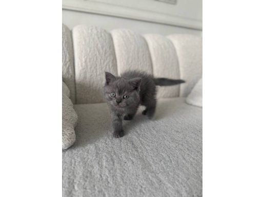 Safkan British Erkek Yavru Bluepoint