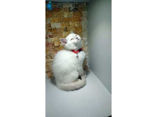 Orijinal British Shorthair mavi göz 2 aylık 