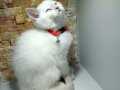 Orijinal British Shorthair mavi göz 2 aylık 