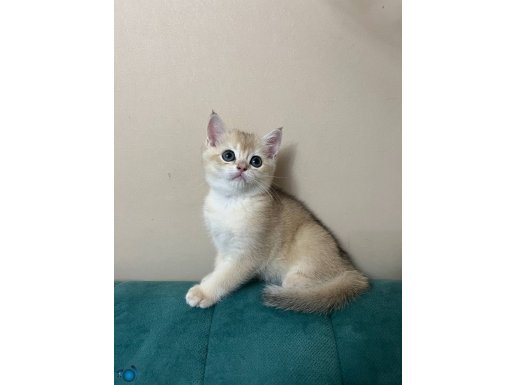 Orijinal british shorthair 