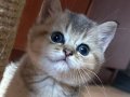 Orijinal ırk British shorthair 