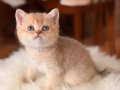Acil British Shorthair Goldenlar 