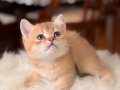 Acil British Shorthair Goldenlar 