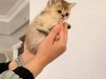Acil British Shorthair Goldenlar 