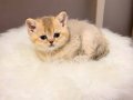 Acil British Shorthair Goldenlar 