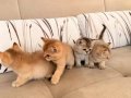 Acil British Shorthair Goldenlar 