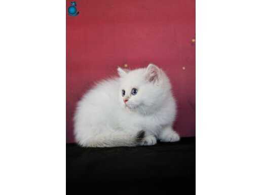 Pamuk prenses
