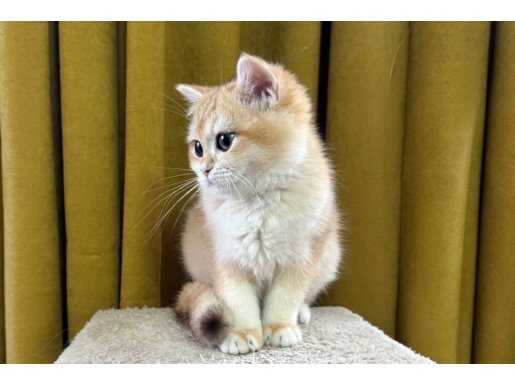  Ev ortamında kardeşleri ile beraber büyüdü Golden prenses 