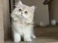 Peri kızı 