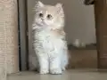 Peri kızı 
