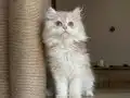 Peri kızı 