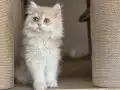 Peri kızı 