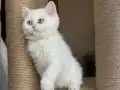 Melek yüzlü prenses 