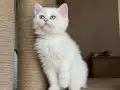 Melek yüzlü prenses 