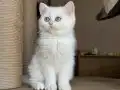 Melek yüzlü prenses 