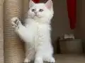 Melek yüzlü prenses 