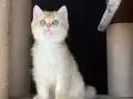 Yaramaz kız 