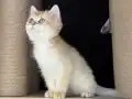 Yaramaz kız 