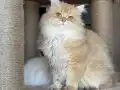 Yakışıklı aslan 