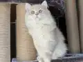 Yakışıklı paşa 