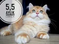 Ergen erkeklerim