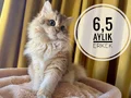 Ergen erkeklerim