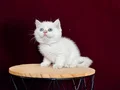 Dişi ve erkek çocuklarım 