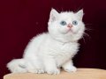 Pamuk prenses
