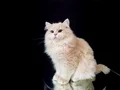 Yakışıklı ve karizmatik 