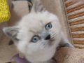 Safkan erkek bebekler