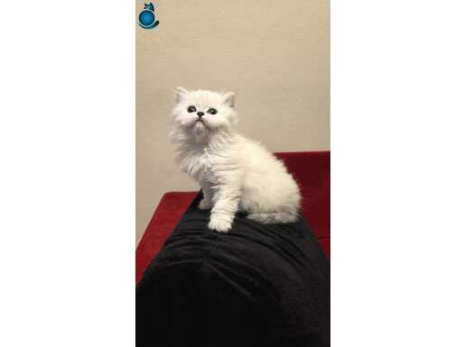 Asil bir dişi bebek 
