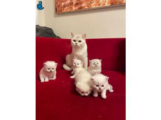 Çok sevimli minnoşlarım