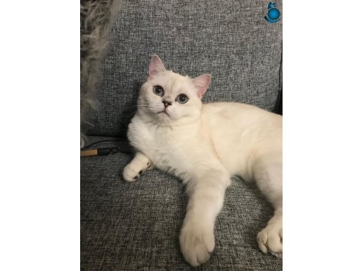 Sevgili Kızımızı Sahiplendirmek İstiyoruz