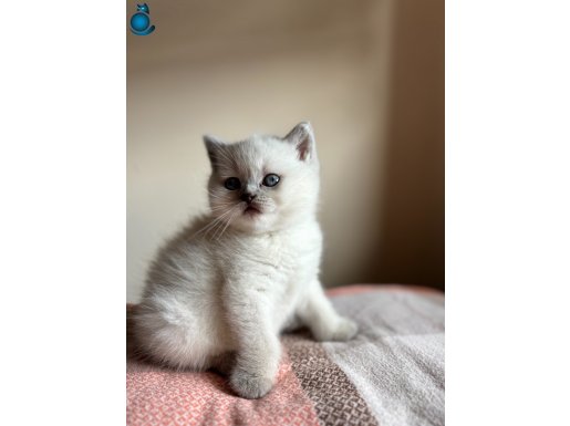 MAMA KARŞİLİĞİ BLUE POİNT