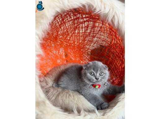 Scottish yavrularimiz ayicik