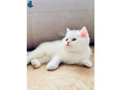 Ayi surat british Yavrularimiz