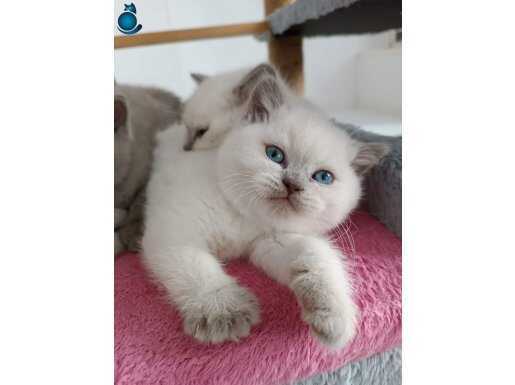 Blue point bebeklerimiz