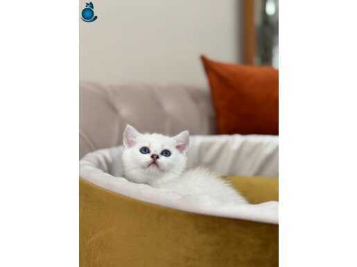 Maviş göz bebeğimizz