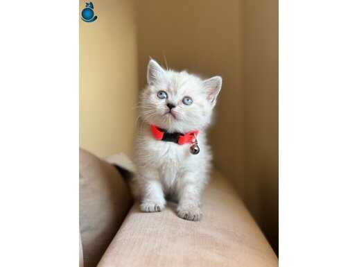 Uygun british bebekler