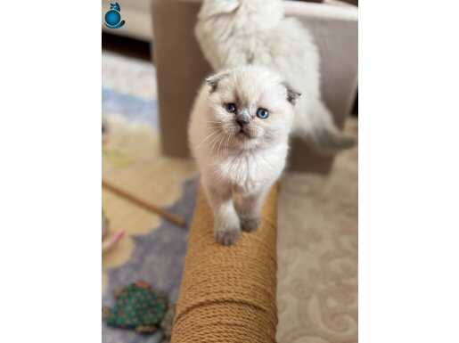 Uygun Maviş göz yavrularimiz 