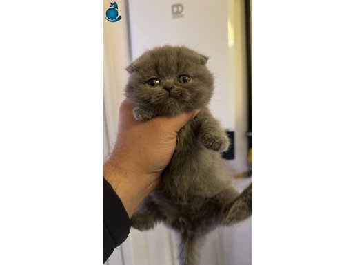 Scottish fold