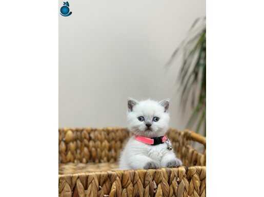 Blue point ve gri yavrularimiz mevcut