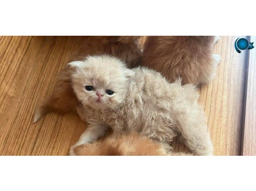 İran kedisi yavrularimiz 