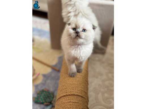 Maviş göz yavrularimiz anne baba scrli