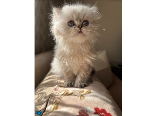 Uygun boncuk göz yavrularimiz